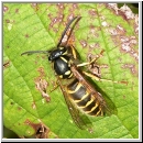 Vespula vulgaris - Gemeine Wespe 01.jpg